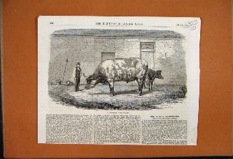 Print 1862 Australian Ox Tooran Man Animals 23MAR1