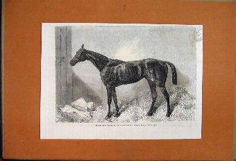 Print *3503 1862 Captain William Wilson Emily St P