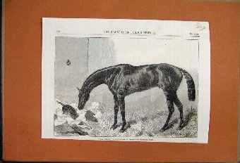 Print 1863 Lord Clifden Racehorse Winner St Leger 