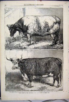 Print 1863 Prize Cattle Smithfield Club Show Heife