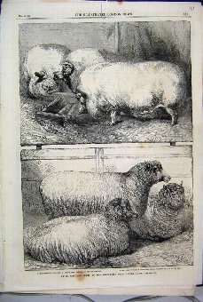 Print 1863 Prize Pigs Sheep Smithfield Club Cattle