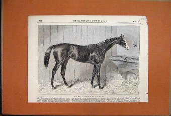 Print 1864 Blair Athol Winner Derby Horse Stable O