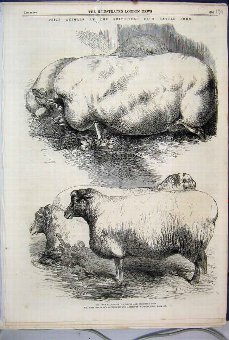Print 1864 Prize Animals Smithfield Cattle Show Pi