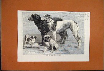 Print 1864 Prize Dogs Dublin Show Ireland Greyhoun