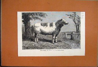 Print 1864 Royal Butterfly Bull Owned By Towneley 