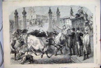 Print 1865 Foreign Cattle Metropolitan Market Dog 