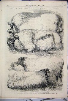 Print 1865 Prize Animals Smithfield Cattle Show Sh
