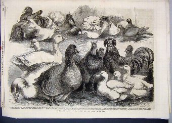 Print 1865 Prize Birds Birmingham Poultry Show Pig