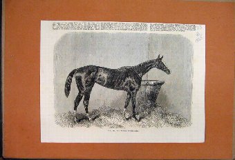 Print 1865 Regalia Racehorse Winner Oaks Broad Bla