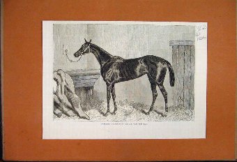 Print 1866 Horse Tormentor Winner Oaks 52MAR1