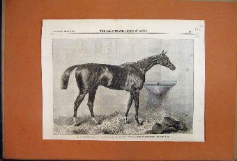 Print 1866 Mr Sutton Lord Lyon Racehorse Winner Ne