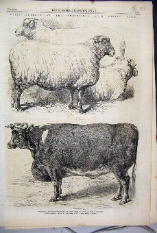 Print 1866 Prize Animals Smithfield Cattle Show Sh
