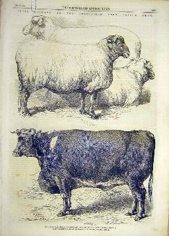 Print 1866 Smithfield Cattle Show Prize Animal She