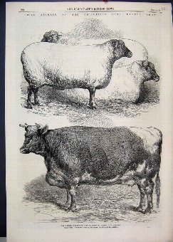 Print 1866 Smithfield Club Cattle Show Wether Sout