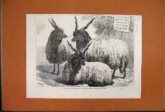 Print 1868 Hungarian Mountain Sheep Smithfield Sho