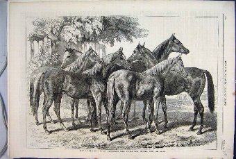 Print 1868 Roup Yearling Horse Blenkiron Sale Elth