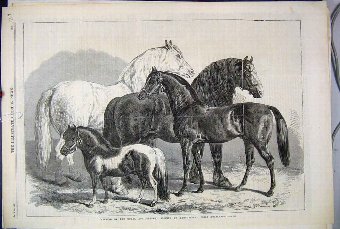 Print 1869 Royal Agricultural Society Manchester P
