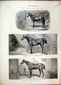 Print 1870 Metropolitan Horse Tommy Alcibiade Expe
