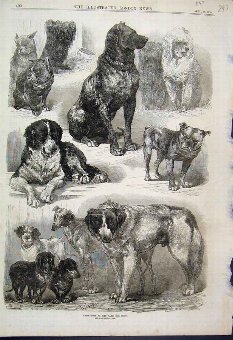 Print 1870 Prize Dogs Paris Dog Show Various Old 2