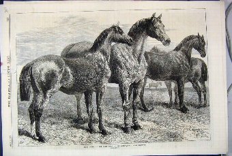 Print 1870 Prize Horses Show Agricultural Hall Isl