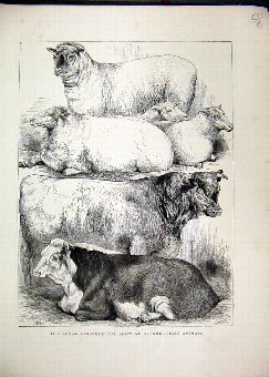 Print 1870 Royal Agricultural Show Oxford Prize Co