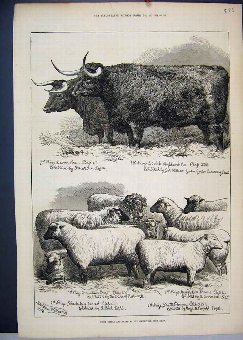 Print 1874 Prize Cattle Sheep Smithfield Club Show