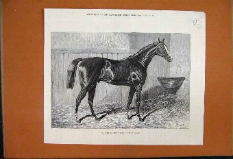 Print 1875 Craig Millar Horse Winner Leger 15MAR1