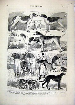 Print 1875 Dog Hound Show Alexandra Palace Feeding