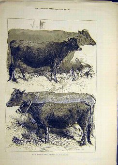 Print 1876 Dairy Show Agricultural Cows Cattle Ani
