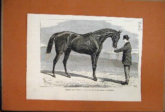 Print 1876 Petrarch Racehorse Guinea Stakes Newmar