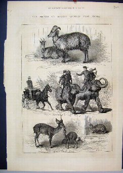 Print 1876 Prince Wales Animals India Deer Wild Ca