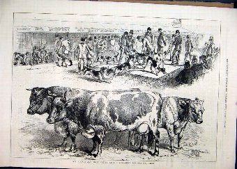 Print 1877 Fox Hounds Prize Cattle Yorkshire Agric