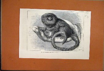 Print 1877 Hampton Horse Goodwood Cup Jockey Old 9