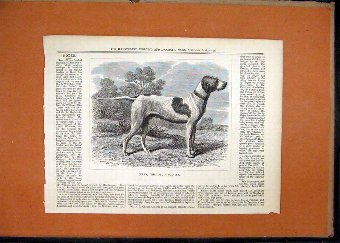 Print 1877 Portrait Dog Bray Stud Pointer Country 