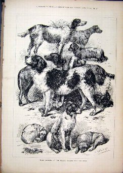 Print 1877 Prize Winners Kennel Club Dog Show 97MA