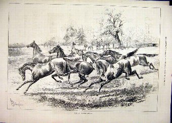 Print 1877 Young Horses Running Field Country Scen