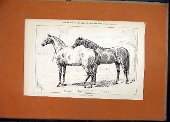 Print 1878 Canadian Ponies Margot Souris Horses 06