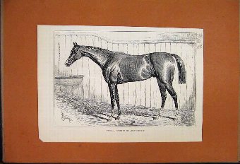 Print 1878 Horse Verneuil Winner Ascot Gold Cup Ol