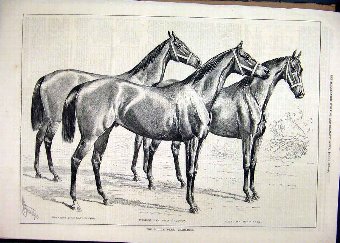 Print 1878 Middle Park Yearlings Horses Macaroni R