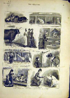 Print 1881 Birmingham Cattle Dog Show Sketches Ani