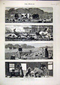 Print 1880 Farm Life Canada Cattel Ploughing Harve