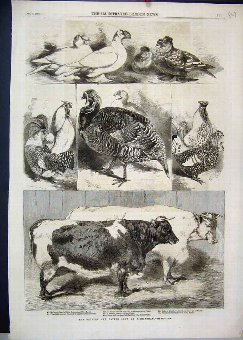 Print 1880 Poultry Cattle Show Cow Turkey Shorthor