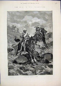 Print 1881 Attack English Vedettes Boers Horses Wa