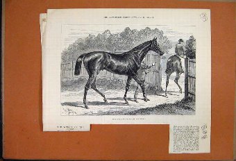 Print 1881 Iroquois Winner Derby Racehorse With Te