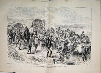 Print 1881 Late War South Africa Sick Wounded Pris