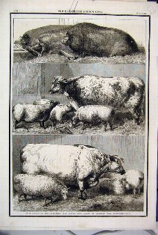 Print 1881 Prize Cattle Smithfield Club Show Sheep