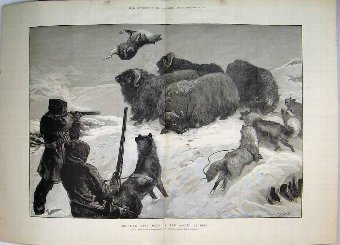 Print 1881 Shooting Musk Oxen Arctic Regions Dogs 