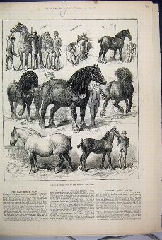 Print 1882 Cart Horse Show Agricultural Hall Spark