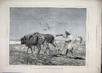 Print 1882 Egypt Ploughing Cattle Field Men Workin