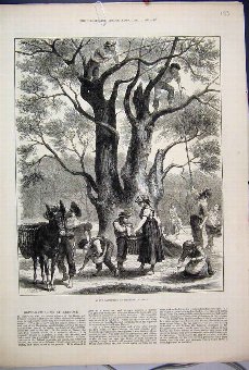 Print 1882 Olive Gathering Mentone April Donkey Ba